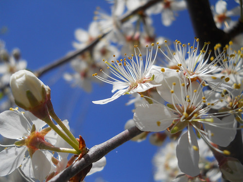 blossoms