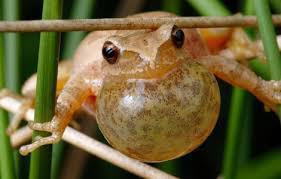 springpeeper