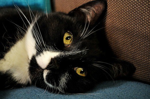 black-and-white-cat