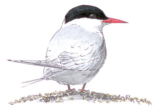 Noordse_stern_Sterna_paradisaea_Jos_Zwarts_2.tif.jpg