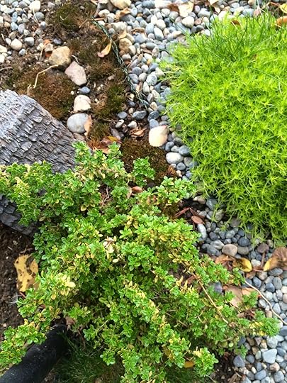 Thyme and Scotch Moss grow in the village.