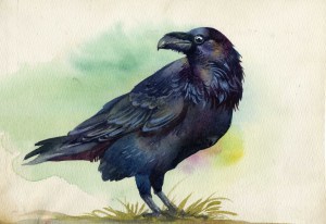 Black raven watercolor painting
