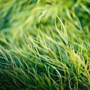 grass