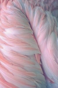 feathers