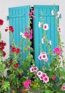 hollyhocks on blue shutters