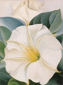 jimson weed