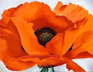 okeefe poppy