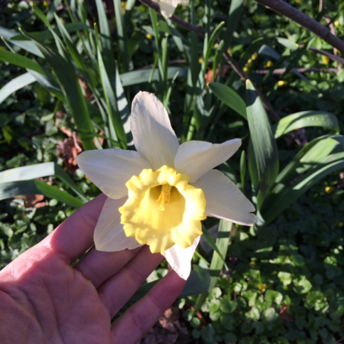 Changeling Flower Photo
