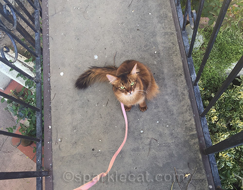 somali cat on bridge