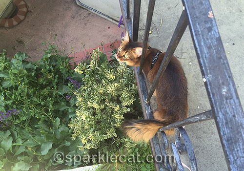 somali cat on bridge looking down into plants