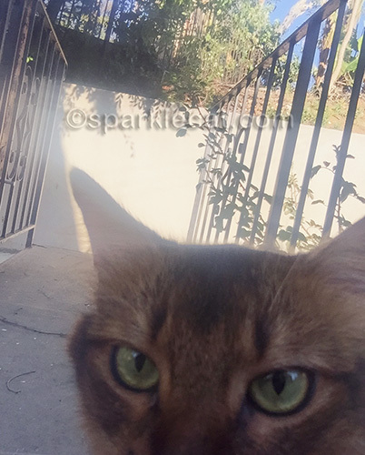 somali cat eyes with bridge in background