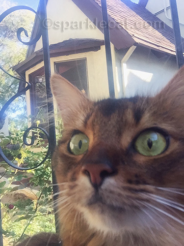 Somali cat face with house in background