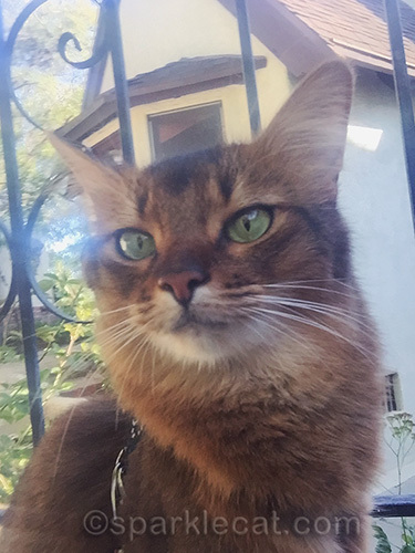 somali cat selfie on bridge