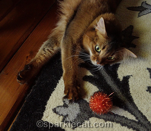 somali cat keeps her eye on orange sparkle ball