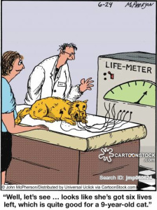 'Well, let's see... looks like she's got six lives left, which is quite good for a 9 year old cat.'