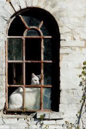 two-of-my-favorite-things-old-windows-amp-cats-beautiful-cat-doors-windows-white-cats-old-windows-window-cats-kitty-animal