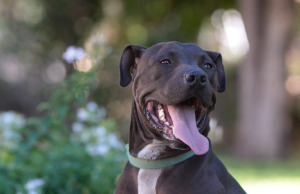 Lance the Vicktory dog