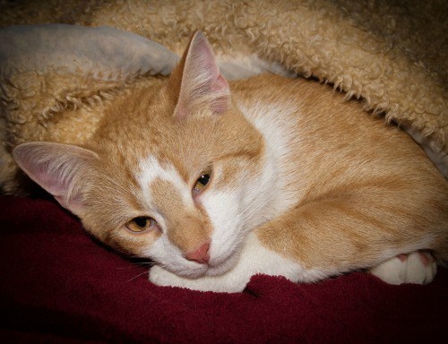 cat-flu