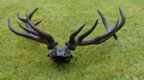 red deer antlers wales