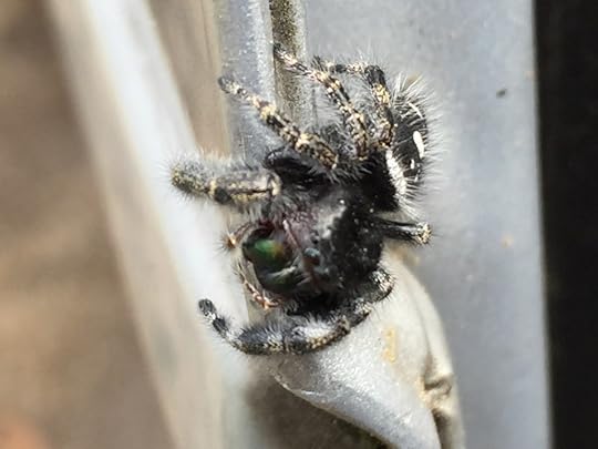This is a male bold jumper spider (Phiddipus audax for you biology snobs) that I found on my mom's car this week. He was very friendly and happily hopped up onto my iphone so I could transport him to a safe spot where he wouldn't meet a horrible fate like getting slammed in the car door or accidentally sat on.