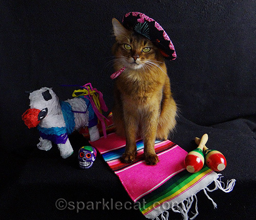 somali cat in sombrero in a Mexican themed setting