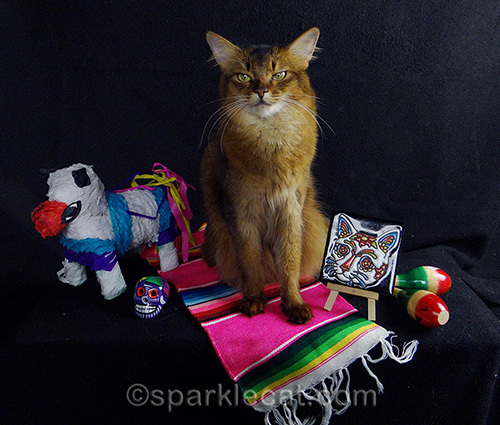 somali cat posing with Mexican props, including cat tile