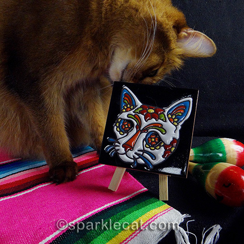 somali cat rubbing face on Mexican cat tile