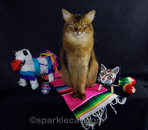 somali cat posing in Mexican setting