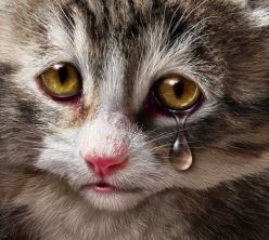 Crying cat