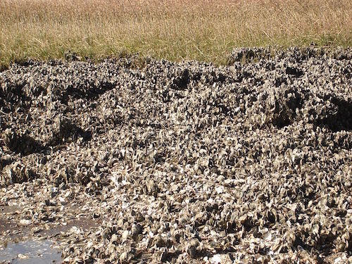 OysterBed.jpg