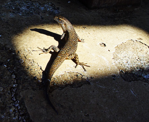 Mabuia_(Mabuya_maculata).jpg