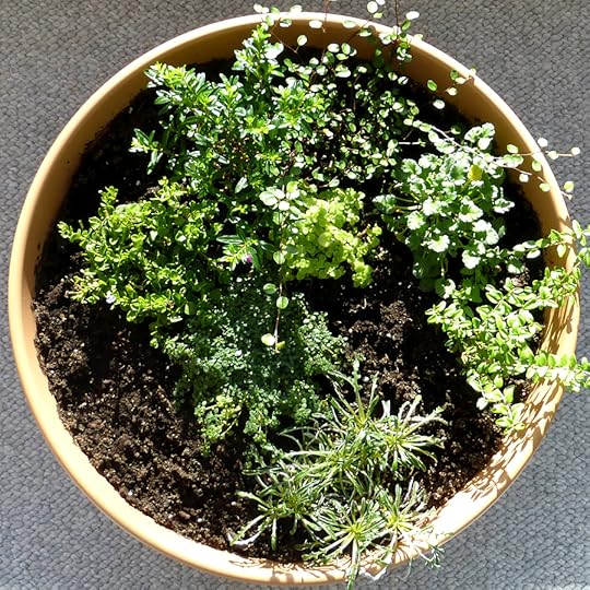 fairy garden with just the plants