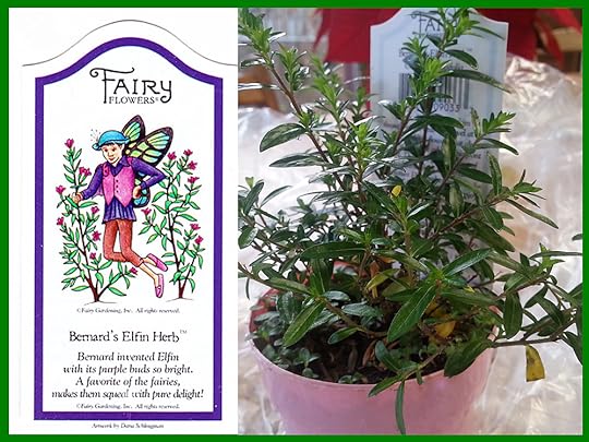 Bernard's Elfin Herb