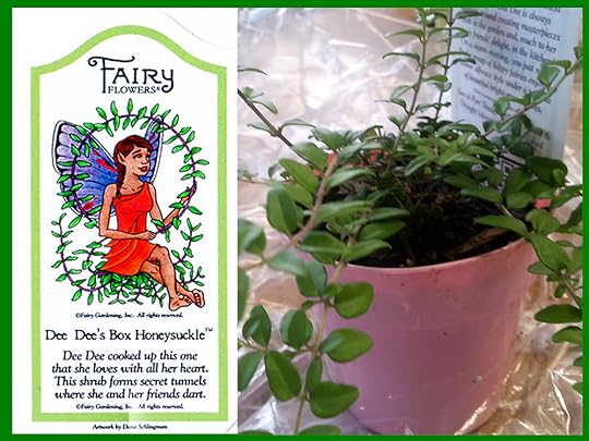 Dee Dee's Box Honeysuckle