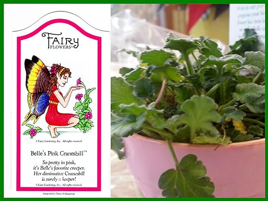 Belle's Pink Cranesbill