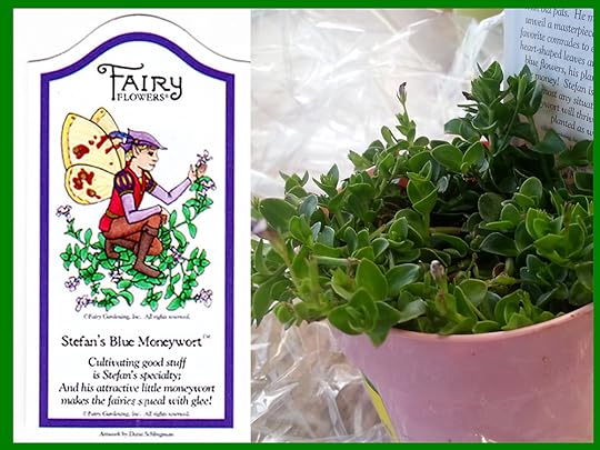 Stefan's Blue Moneywort