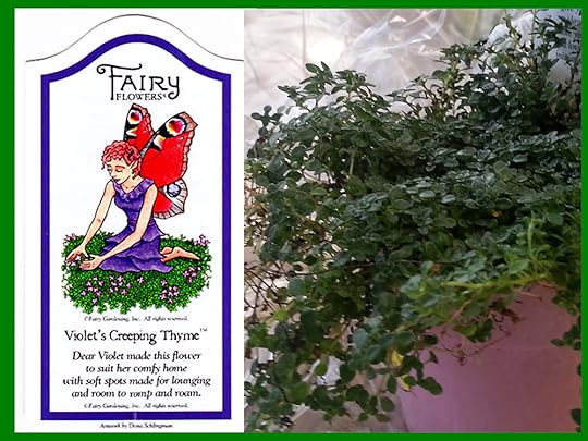 Violet's Creeping Thyme