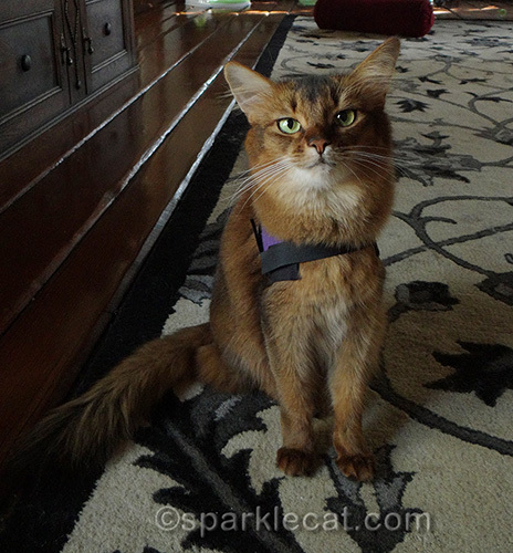 somali cat in living room with harness on