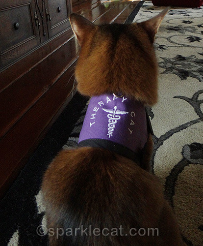 somali cat wearing therapy cat harness