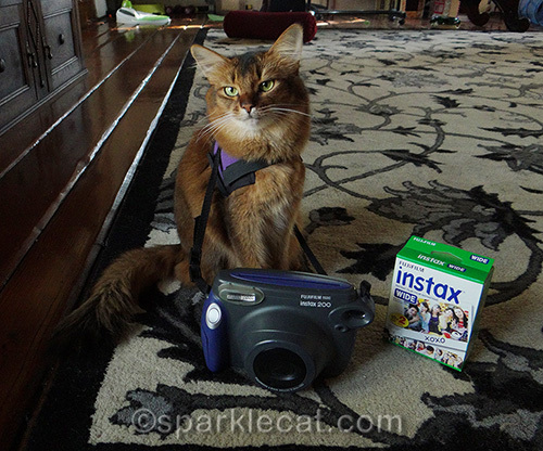 somali cat with fuji instant camera