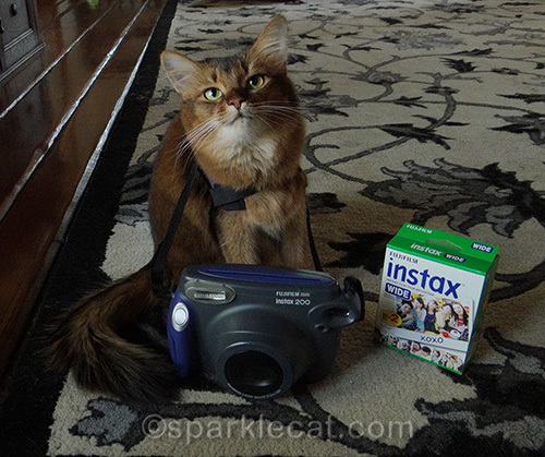 somali cat feeling playful and posing with camera and instant film