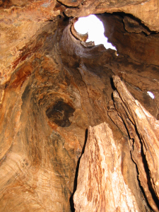 Hollow Tree 04
