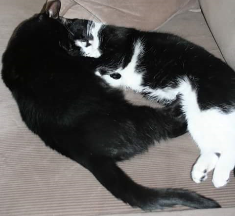 Cats