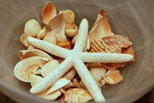 Magic seashell