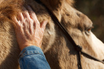 petting horse