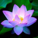 lotus