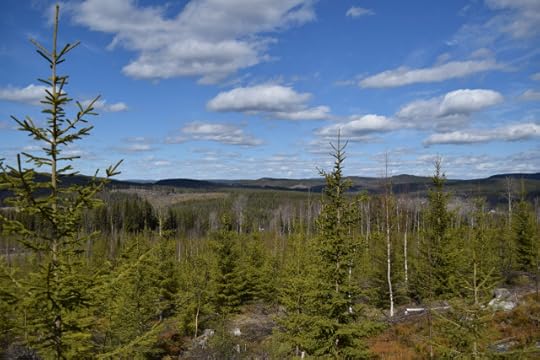 Fir trees and mountains