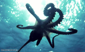 OCTOPODIDAE