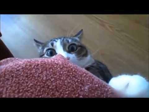 catwatcher