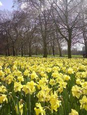A field of Narcissus pseudonarcissus2 Mothers day